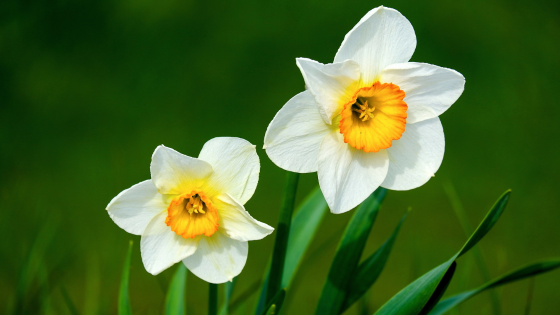 Preparing Your Long Island Home for the Spring Market | Howard Hanna Coach Realtors